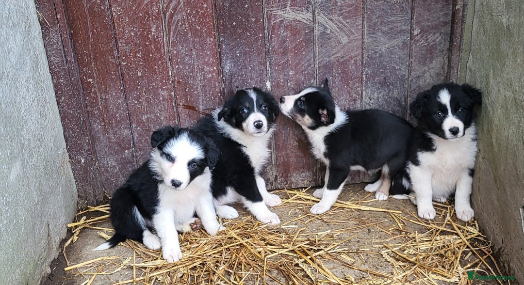 Border Collie dogs for sale: Farm bred, Tri coloured border collie puppies  - Advert 4