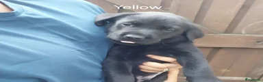 Labrador Retriever 1