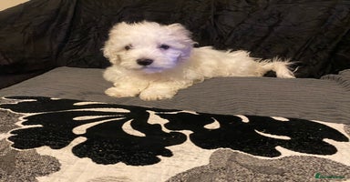 Maltese dogs - Advert 14