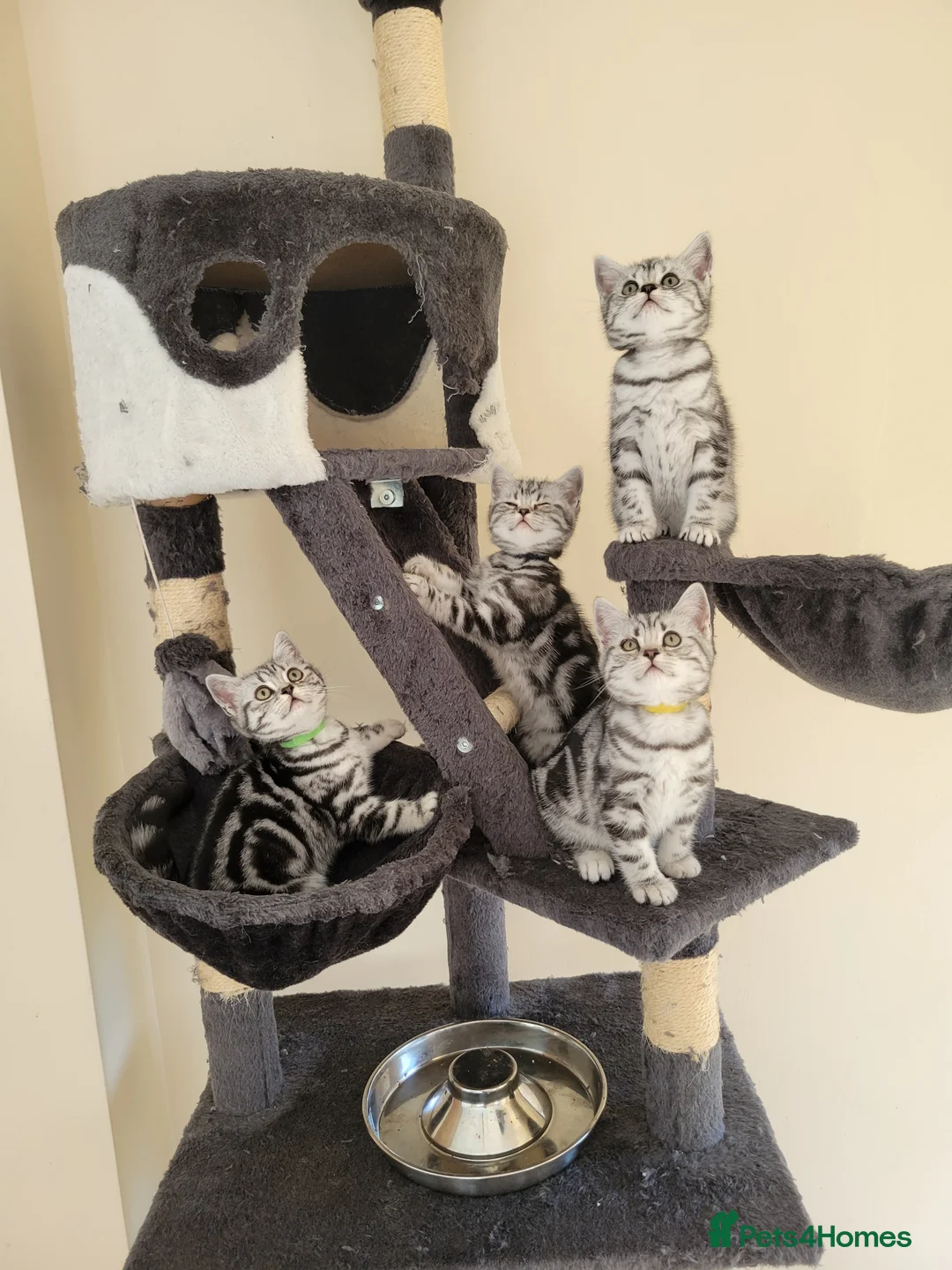 British Shorthair cats for sale: Show quality GCCF Silver Tabbies  in Rochester - Advert 1