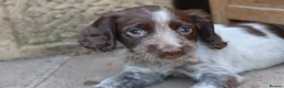 Cocker Spaniel dogs for sale: Working cockers  - Advert 7