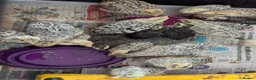 Quail poultry for sale: Quail chicks available  - Advert 3