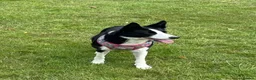Border Collie dogs for sale: Female border collie age 7 - Bella  - Advert 3