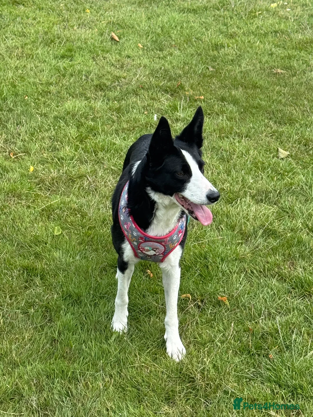 Border Collie dogs for sale: Female border collie age 7 - Bella  - Advert 3