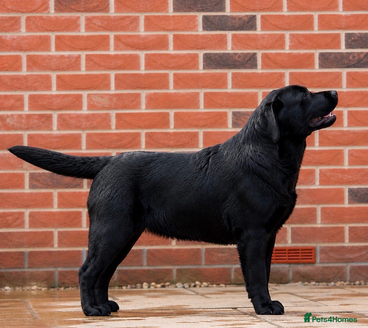 Labrador Retriever dogs SHOW BLACK ENGLISH LABRADOR TOP QUALITY - Advert 1