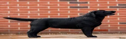Labrador Retriever dogs for sale: SHOW BLACK ENGLISH LABRADOR TOP QUALITY - Advert 1