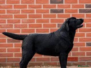 Labrador Retriever dogs SHOW BLACK ENGLISH LABRADOR TOP QUALITY - Advert 1