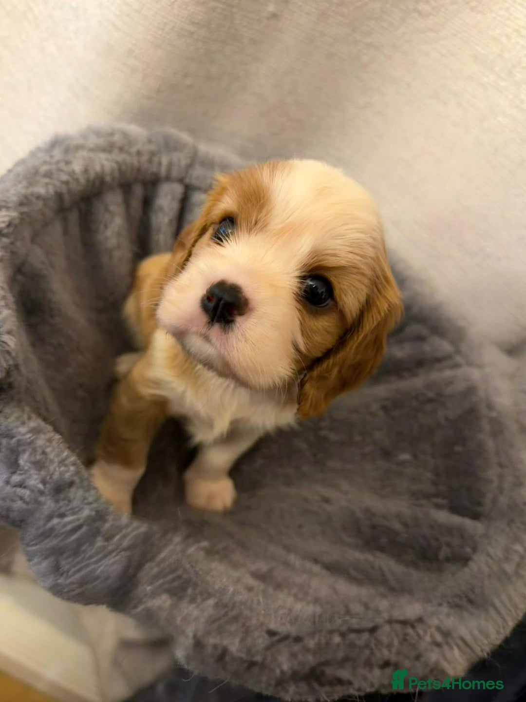 Cavalier King Charles Spaniel dogs for sale: Beautiful KC Registered Boy ✨ Health Tested ✨ - Advert 31