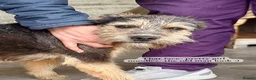 Mixed Breed dogs for adoption: Noodle, 11 months approx. Available for adoption. - Advert 19