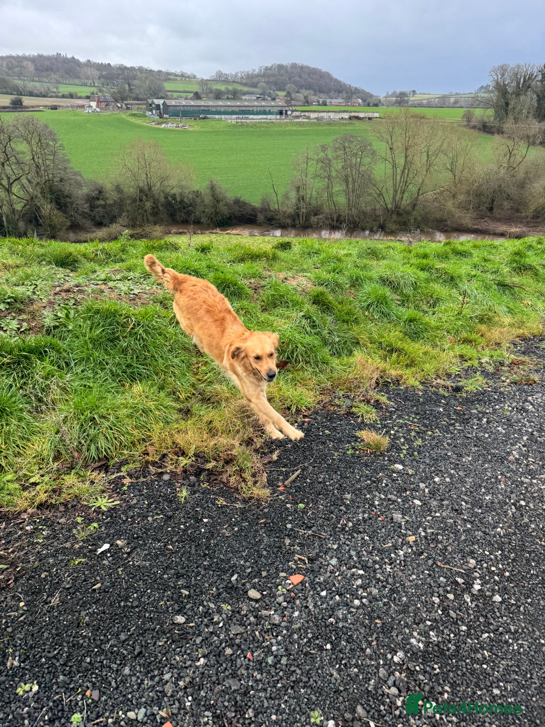 Golden Retriever dogs for sale: Beautiful KC Golden Retriever’s Health tested - Advert 12