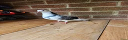 Pigeons birds for sale: pigeon for sale - Advert 3