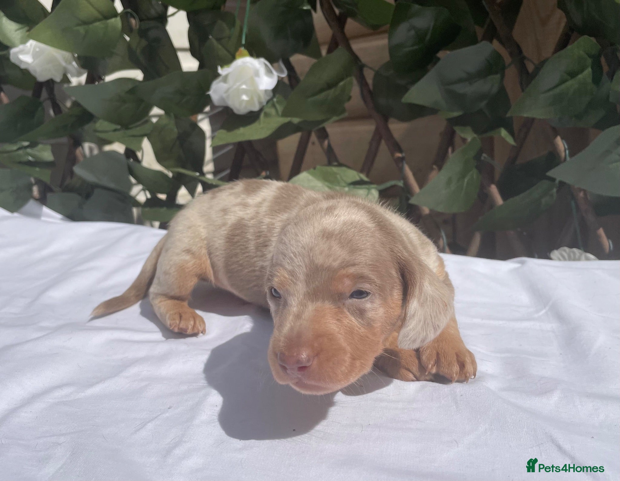 Miniature Dachshund dogs BEAUTIFUL TINY MINIATURE DASCHUNDS DAPPLE  - Advert 2