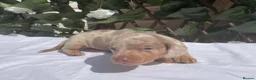 Miniature Dachshund dogs for sale: BEAUTIFUL TINY MINIATURE DASCHUNDS DAPPLE KC  - Advert 14