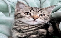 Mixed Breed cats for sale: Beautiful males kitten's - Image 2