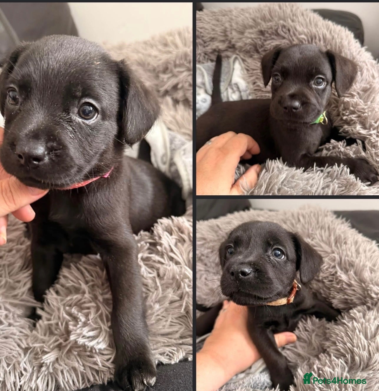 Mixed Breed dogs 3 Fluffy frenchie x Labrador left. 1 boy 2 girls - Advert 2