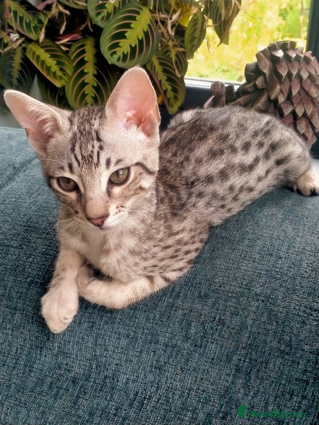 Savannah cats for sale: F3 savannah girls Tica reg + silver boy - Image 16