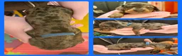Miniature Dachshund dogs for sale: KC Mini Dachshund Silver Dapple Brindle Puppies  in Umberleigh - Advert 5
