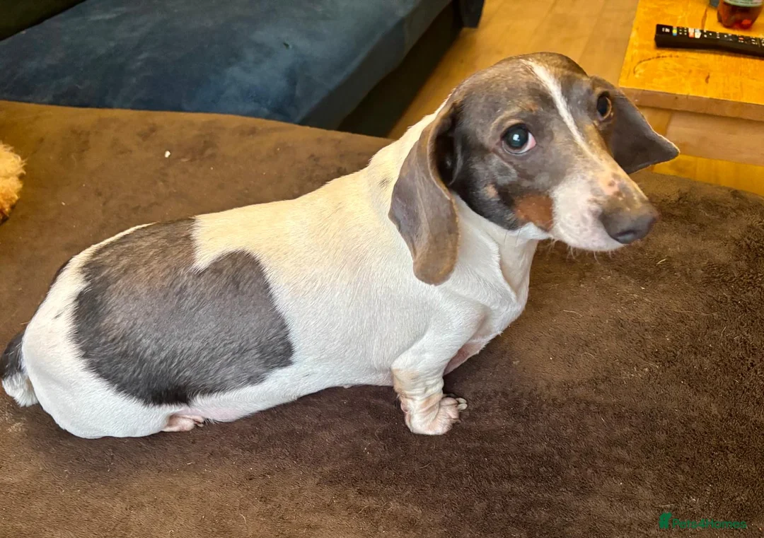 Dachshund dogs for sale: Dachshund Girl - Advert 3