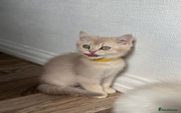 British Shorthair cats for sale: READY NOW BEAUTIFUL TICA BRITISH BSH/BLH KITTENS - Image 10