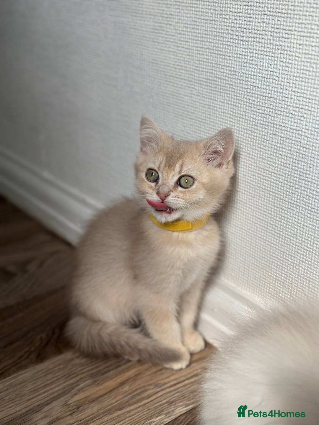 British Shorthair cats for sale: READY NOW BEAUTIFUL TICA BRITISH BSH/BLH KITTENS - Image 10