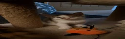 Mixed Breed cats for sale: 4 boy kittens looking for their loving home  - Advert 16