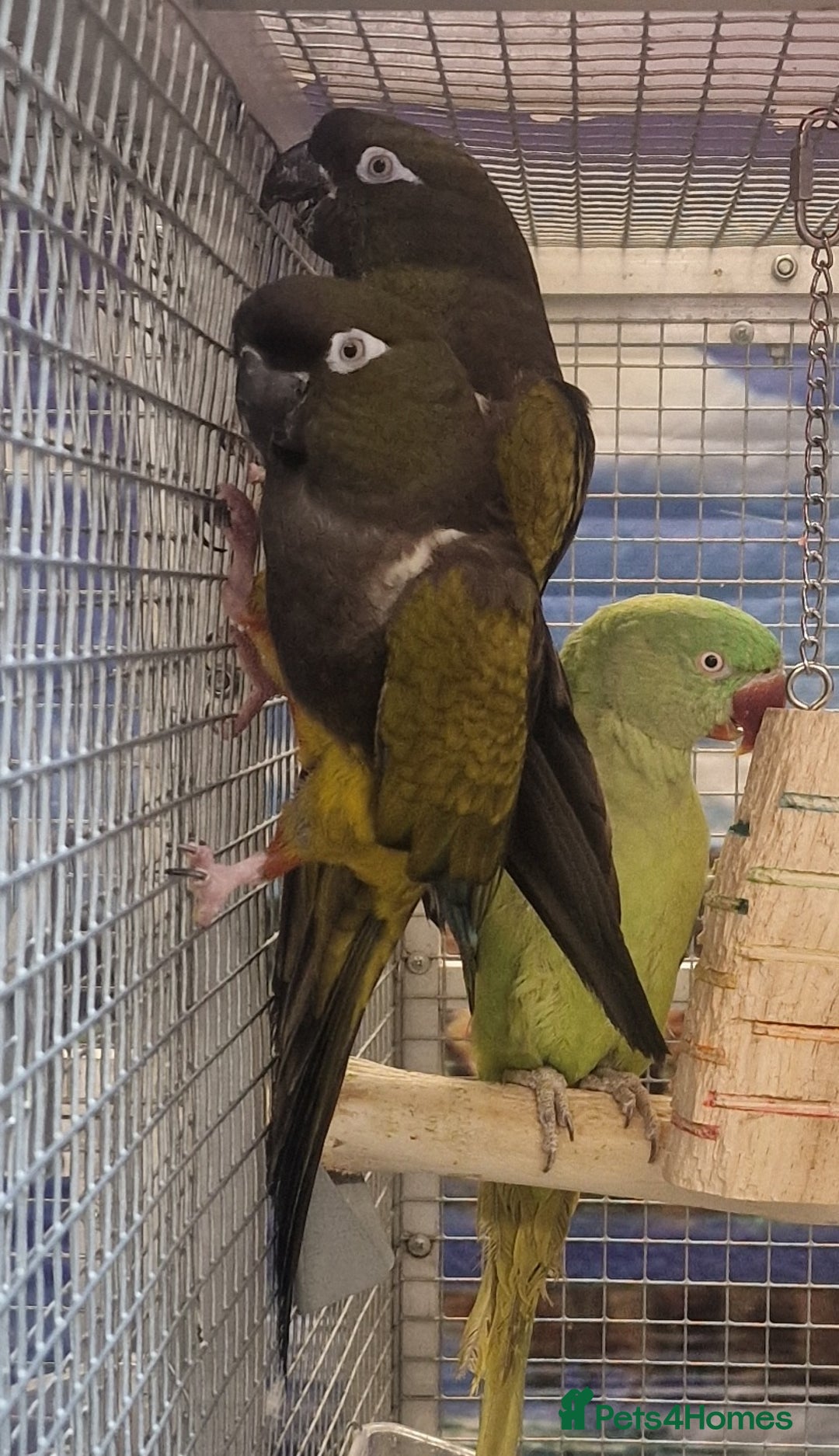 Parrots birds for sale: Parrots/ Parakeets Available  - Advert 13