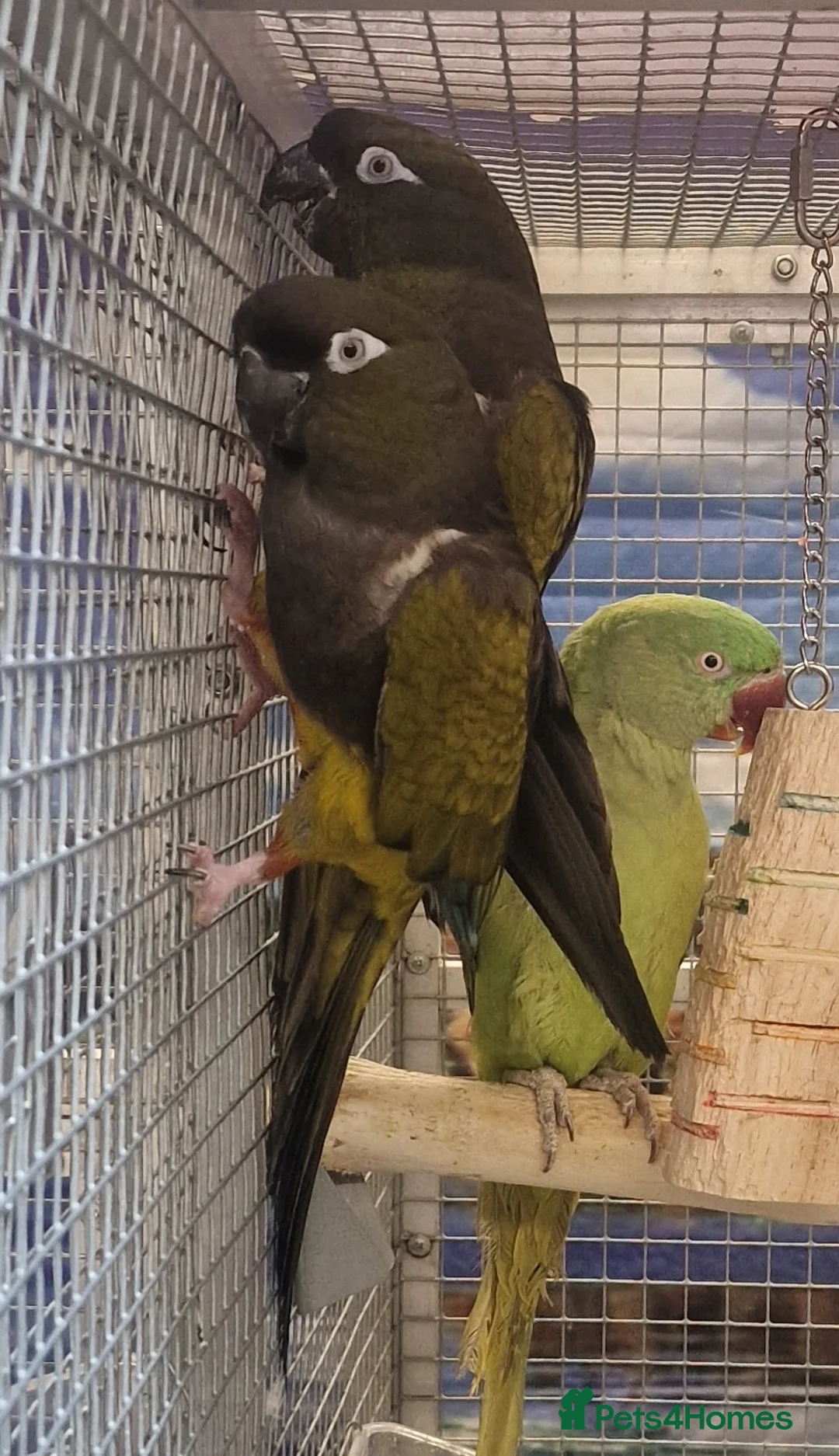 Parrots birds for sale: Parrots/ Parakeets Available  - Advert 13