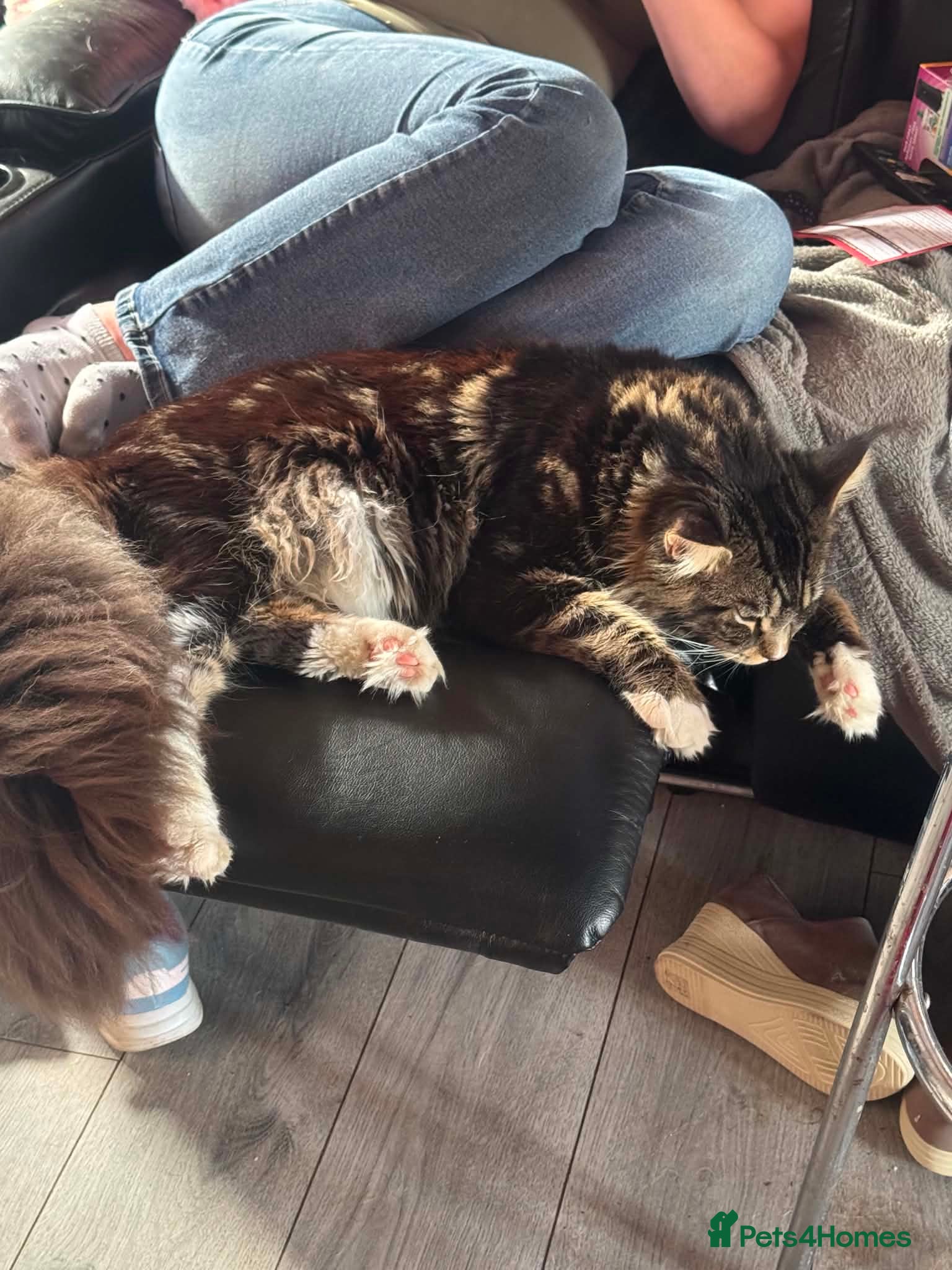 Maine Coon cats for sale: Maine coon kittens - Advert 2