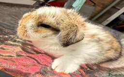 Mini Lop rabbits for sale: Agouti Butterfly Buck  - Image 3