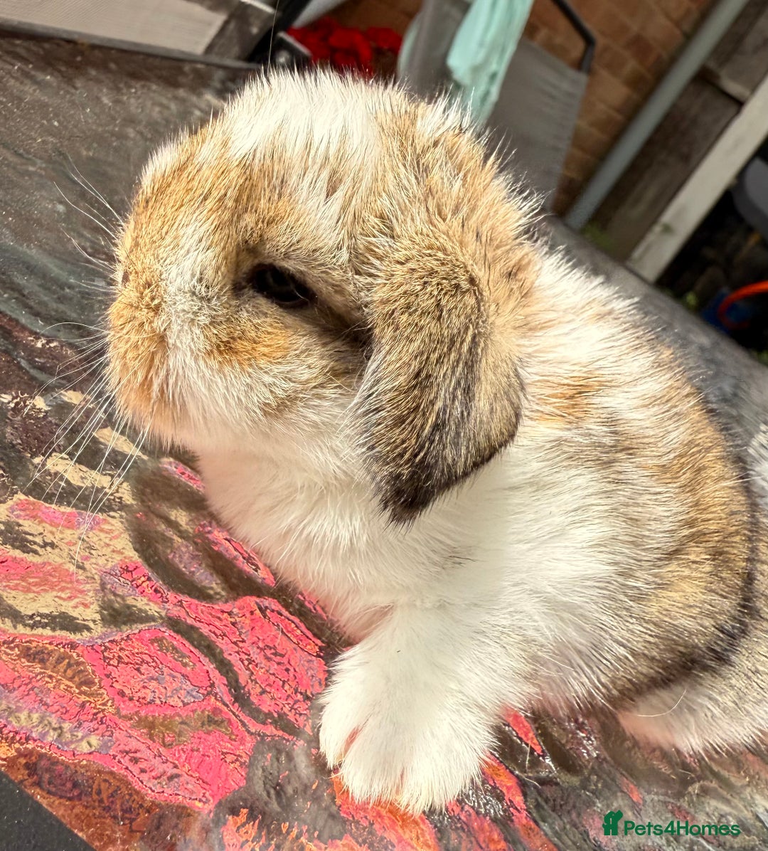 Mini Lop rabbits for sale: Agouti Butterfly Buck  - Image 3