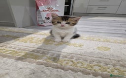 British Shorthair cats for sale: British short hiar - Image 1