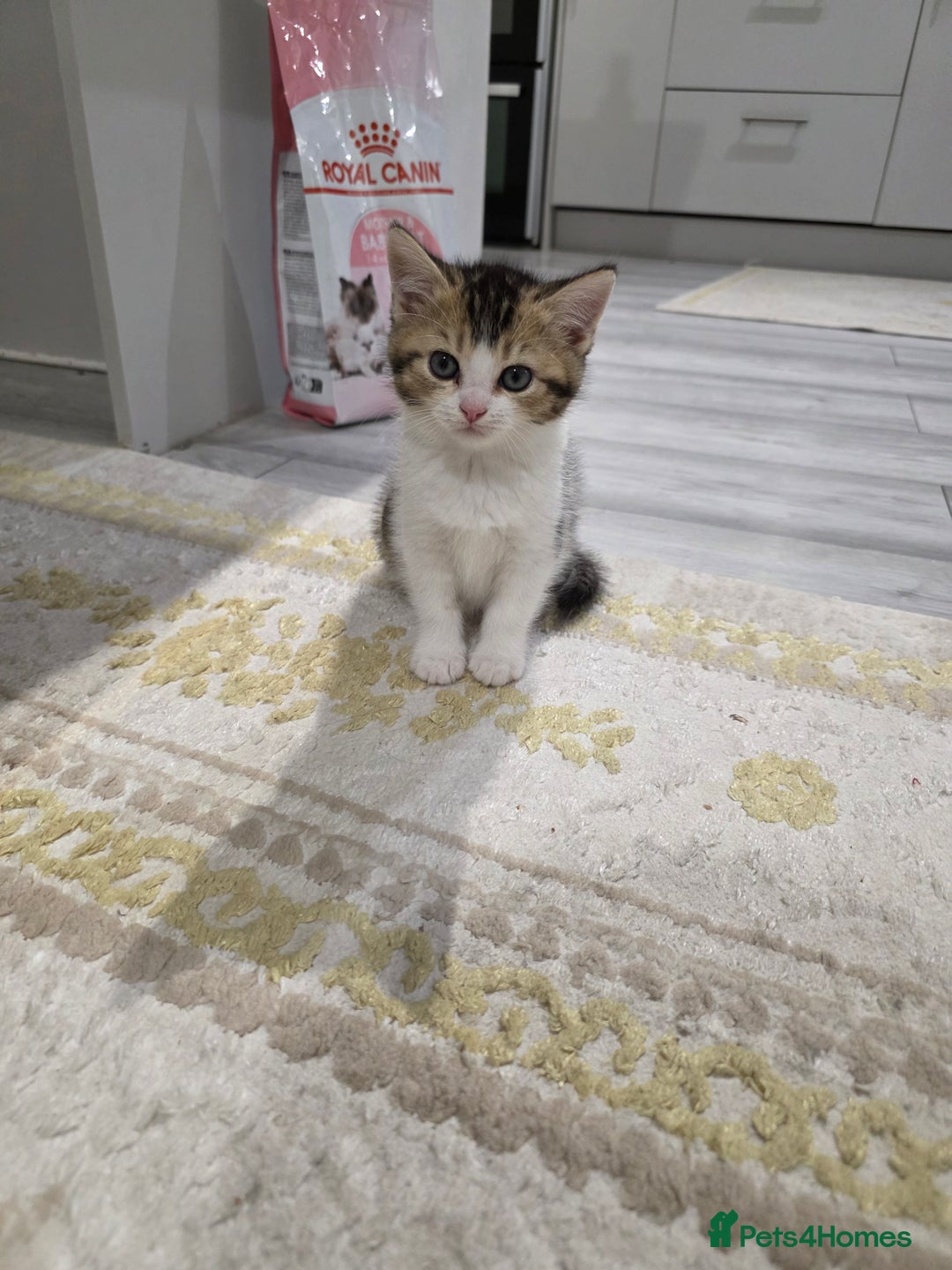 British Shorthair cats for sale: British short hiar - Image 1