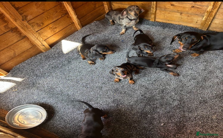 Dachshund dogs - Advert 12