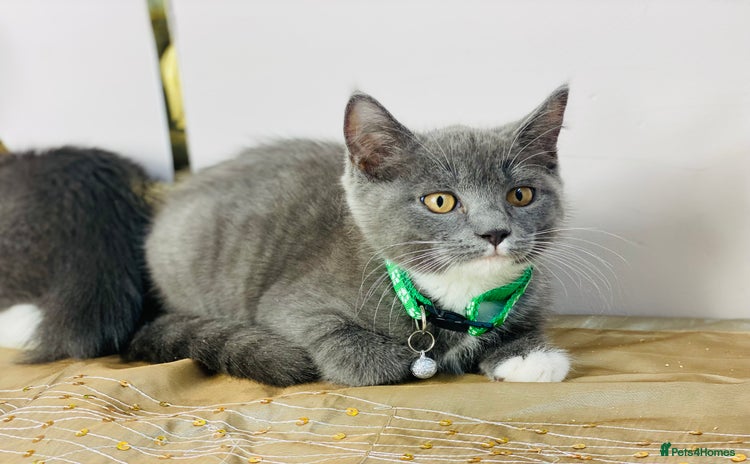 British Shorthair cats - Advert 12