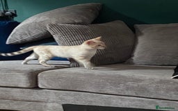 Bengal cats for sale: Snow spotted (rosetted) male Bengal  - Image 2