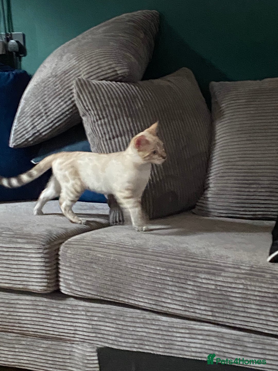 Bengal cats for sale: Snow spotted (rosetted) male Bengal  - Image 2