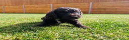 Cockapoo dogs for sale: Chocolate & chocolate Merle Cockapoo Babies 🐾🐾🐾 - Advert 18