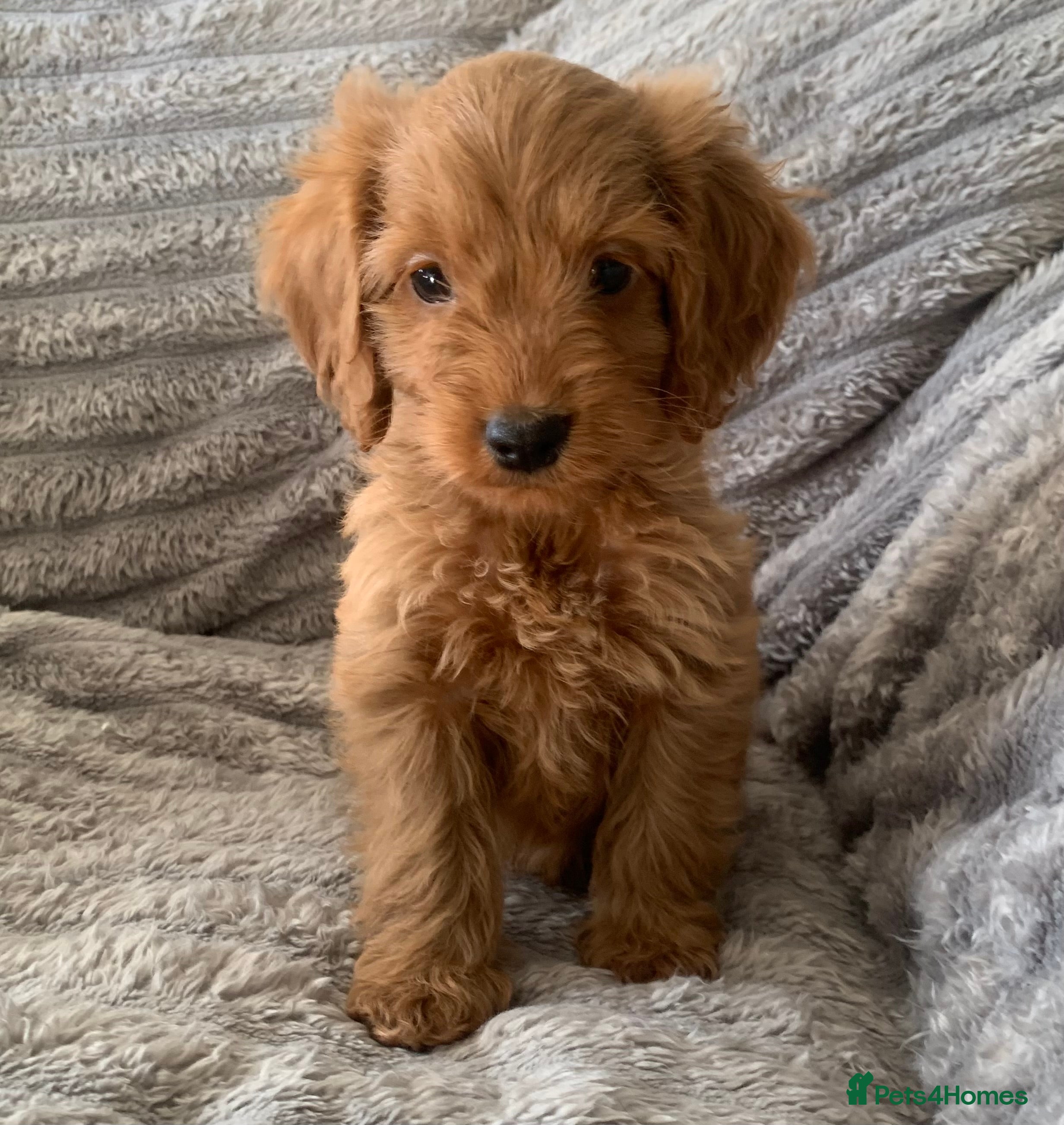 Cockapoo dogs Stunning red cockapoo puppies  - Advert 2