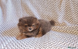 Pomeranian dogs for sale: True to type beautiful blue/choco pomeranians boy  - Image 20