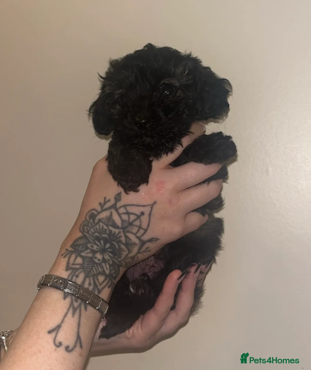 Cockapoo dogs for sale: Cockapoo puppy - Advert 2