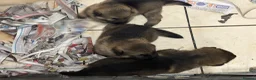 German Shepherd dogs for sale: German Shepard puppies  - Advert 3