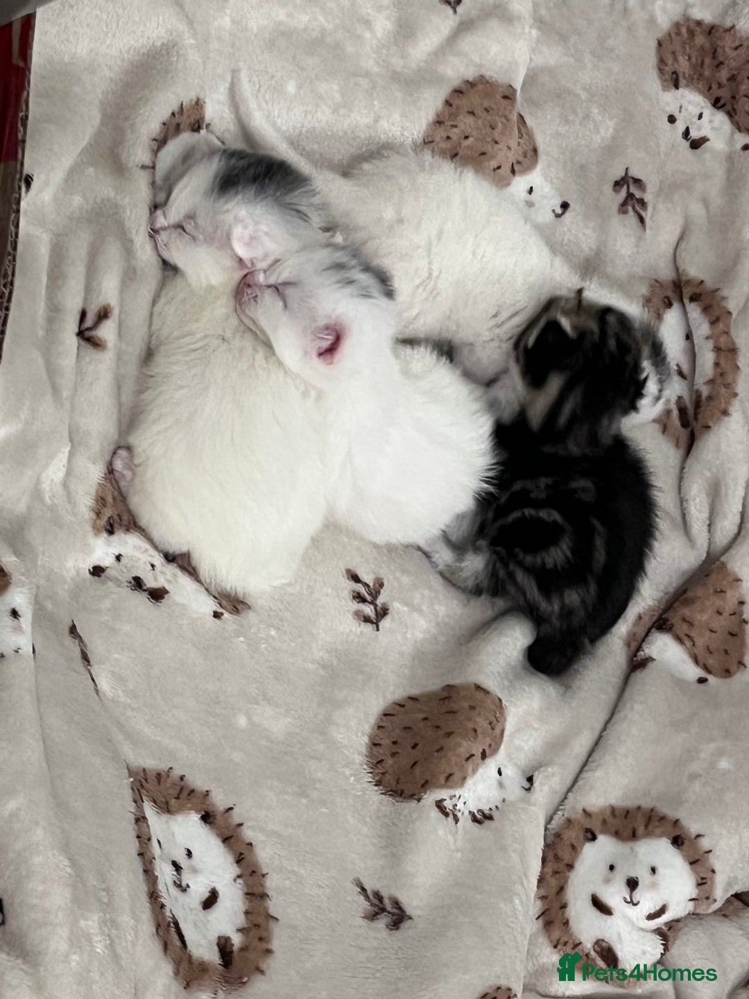 Mixed Breed cats for sale: Kittens for sale - 2  in Brighton - Image 6