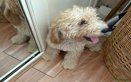 Mixed Breed dogs for sale: Cavapoo - Image 2