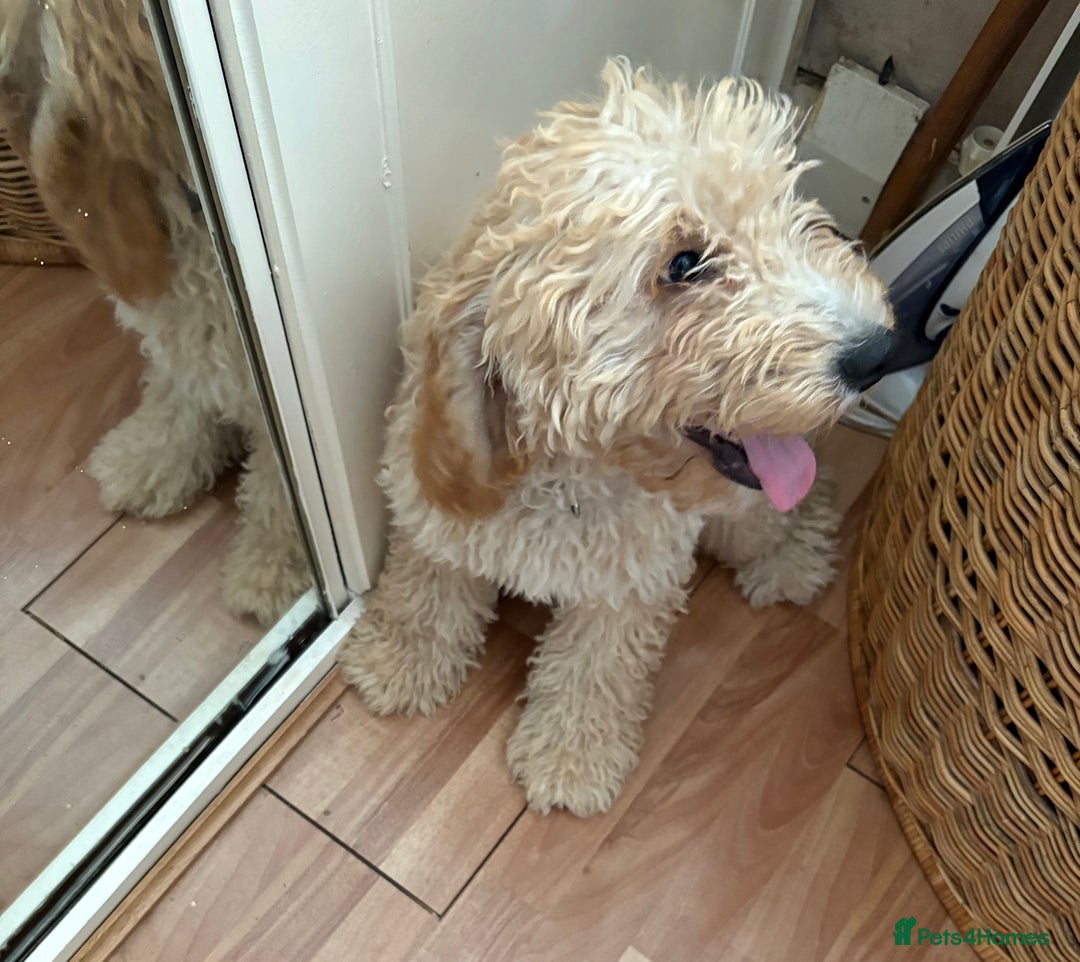 Mixed Breed dogs for sale: Cavapoo - Image 2