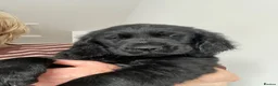 Flat coated Retriever dogs for sale: Ready now! Flat coated x Golden retriever pups. - Advert 4
