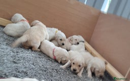 Golden Retriever dogs for sale: Gorgeous pedigree golden retriever puppies - Image 15
