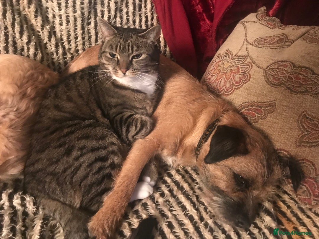 Border Terrier dogs for sale: KC Reg Border Terrier puppies. - Advert 11