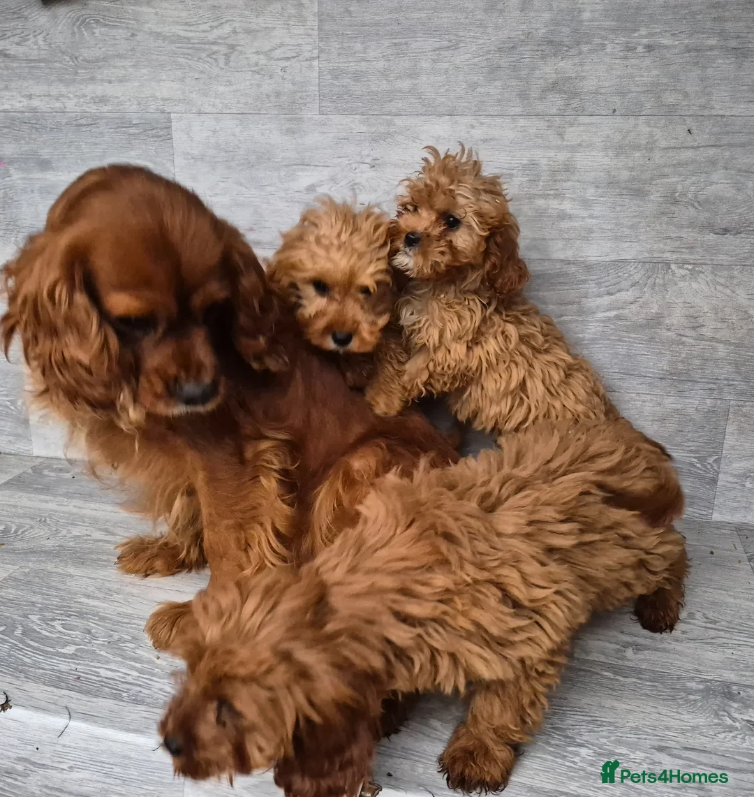 Cavapoo dogs for sale: 3 stunning cavapoo girls ready now - Advert 2
