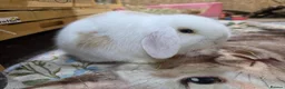 Mini Lop rabbits for sale: Mini lop - Advert 2
