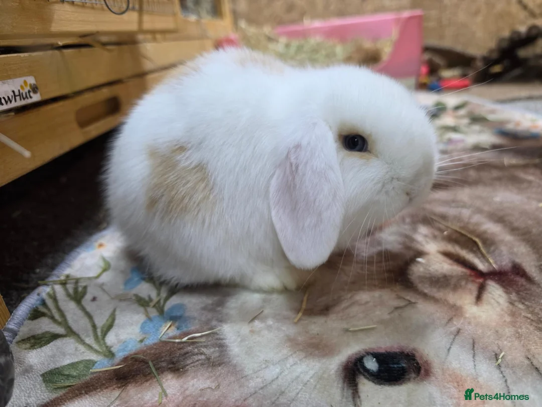 Mini Lop rabbits for sale: Mini lop - Advert 2